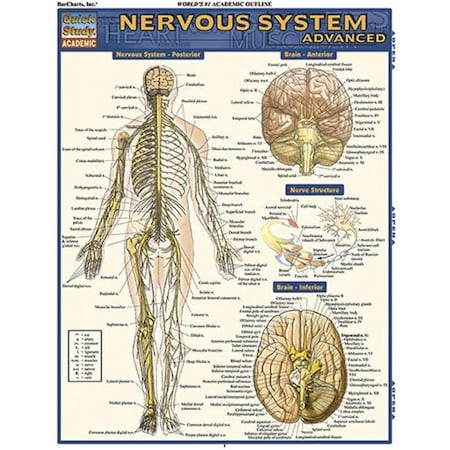 Barcharts BarCharts 9781423215066 Nervous System Advanced Quickstudy Easel 9781423215066